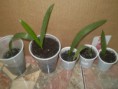 /album/fenykepgaleria/kinai-kender-2-jpg/